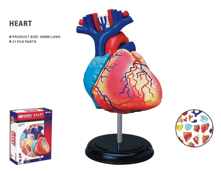 Robetoy Menselijke anatomie - Hart (10 cm) (26052) in de groep SPEELGOED, KINDER- & BABYPRODUCTEN / Speelgoed / Speelgoed bij TP E-commerce Nordic AB (C91624)