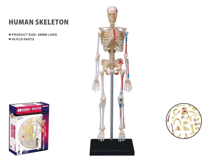 Robetoy Menselijke anatomie - Skelet (19 cm) (26059) in de groep SPEELGOED, KINDER- & BABYPRODUCTEN / Speelgoed / Speelgoed bij TP E-commerce Nordic AB (C91625)