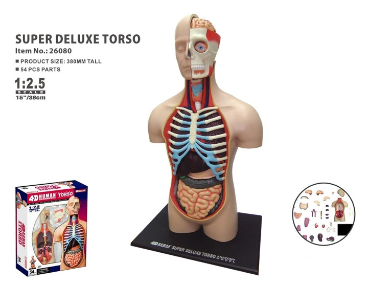 Robetoy Menselijke anatomie - Torso Duluxe (40 cm) (26062) in de groep SPEELGOED, KINDER- & BABYPRODUCTEN / Speelgoed / Speelgoed bij TP E-commerce Nordic AB (C91627)