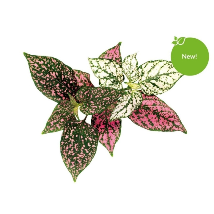 Click & Grow - Smart Garden navulling 3-pack - Polka Dot Plant (SGR48X3) in de groep SPORT, VRIJE TIJD & HOBBY / Leuke dingen / Handige spullen bij TP E-commerce Nordic AB (C93816)