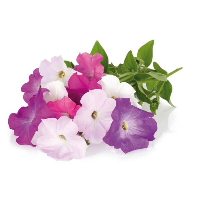 Click & Grow - Slimme tuin navulling 3-pack - Petunia (SGR27X3) in de groep SPORT, VRIJE TIJD & HOBBY / Leuke dingen / Handige spullen bij TP E-commerce Nordic AB (C93817)