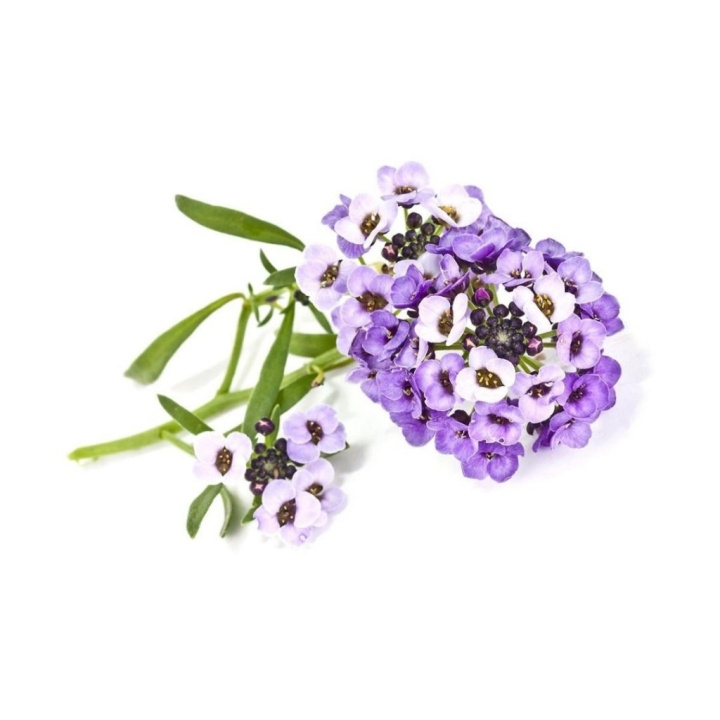 Click & Grow- Smart Garden navulling 3-pack Sweet Alyssum in de groep SPORT, VRIJE TIJD & HOBBY / Leuke dingen / Handige spullen bij TP E-commerce Nordic AB (C94083)